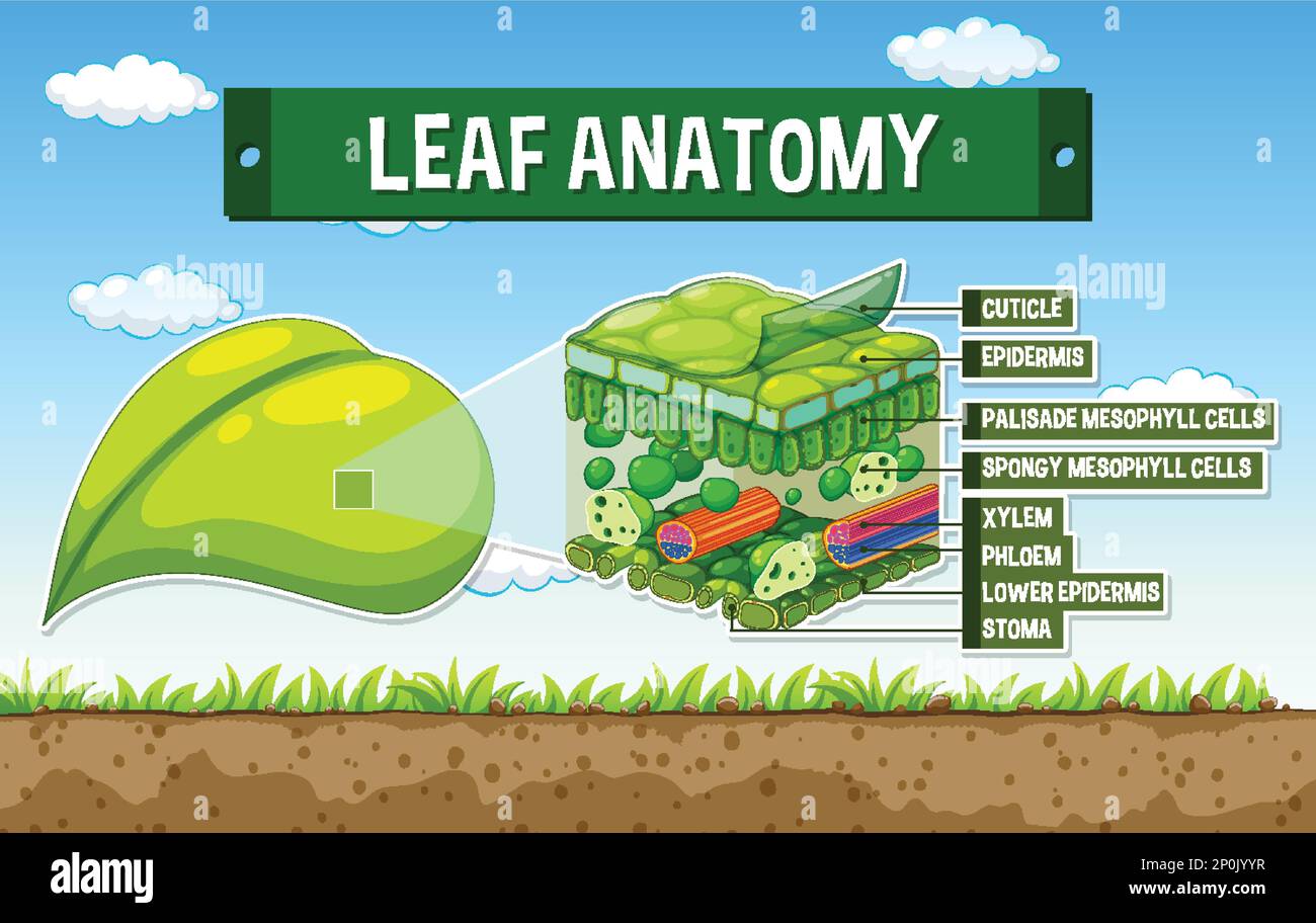 Darstellung des inneren Aufbaus des Blattdiagramms Stock Vektor