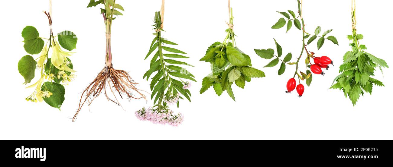 Frische Teepflanzen hängen zum Trocknen auf Stockfoto