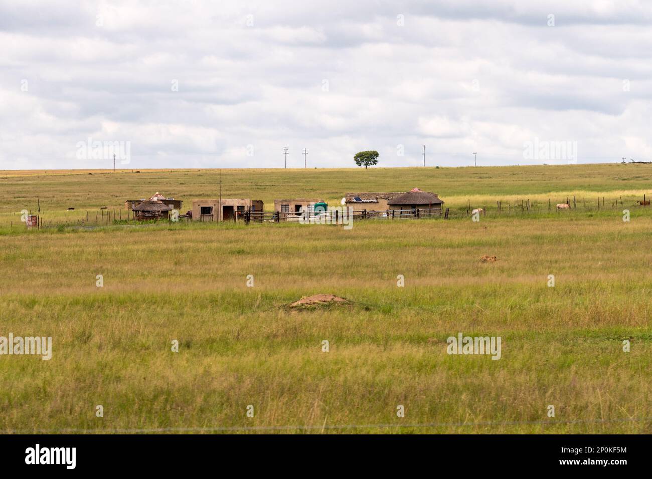 Landwirtschaftliche Landschaft und Szene eines typischen ländlichen, traditionellen afrikanischen Kleinbetriebs oder Bauernhofs in Südafrika mit strohgedeckten Gebäuden und Nutztieren Stockfoto