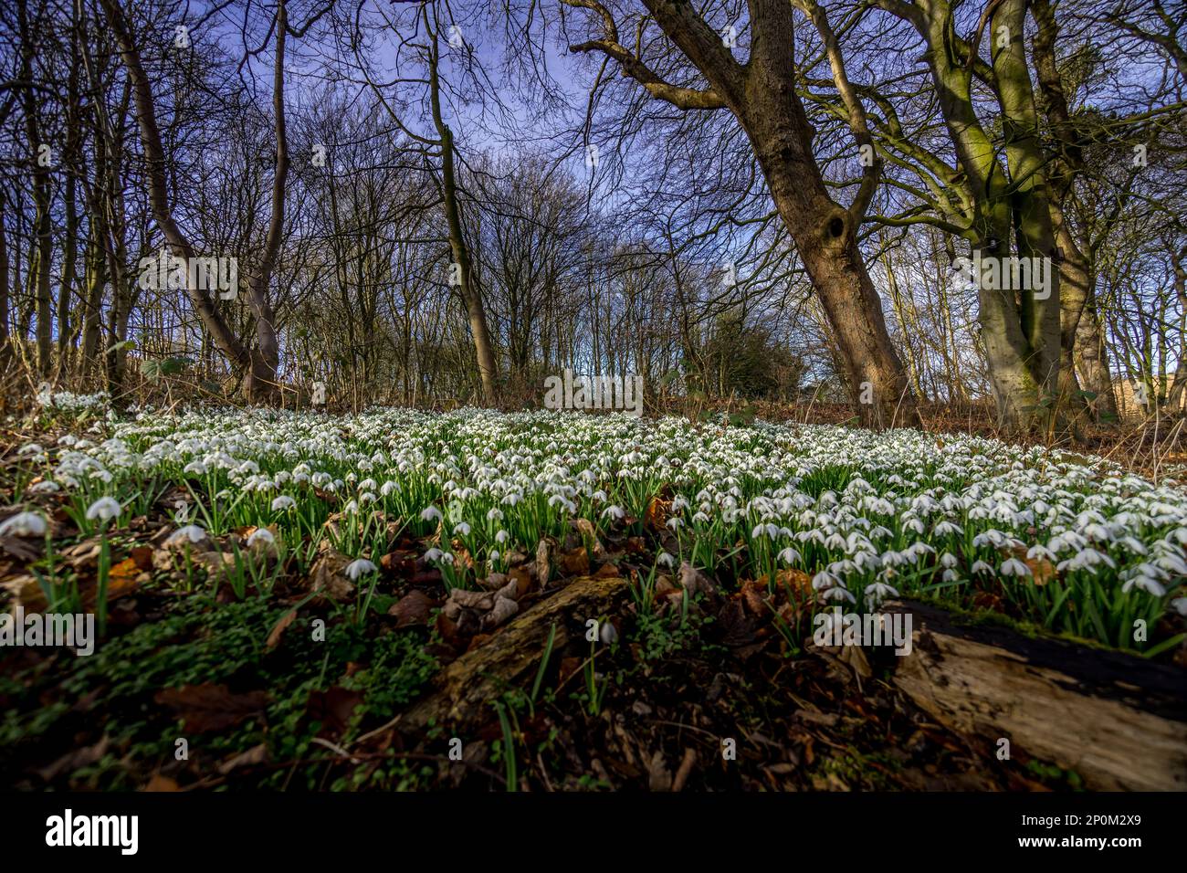 Waldteppich von Schneeglöckchen im Frühling. Stockfoto