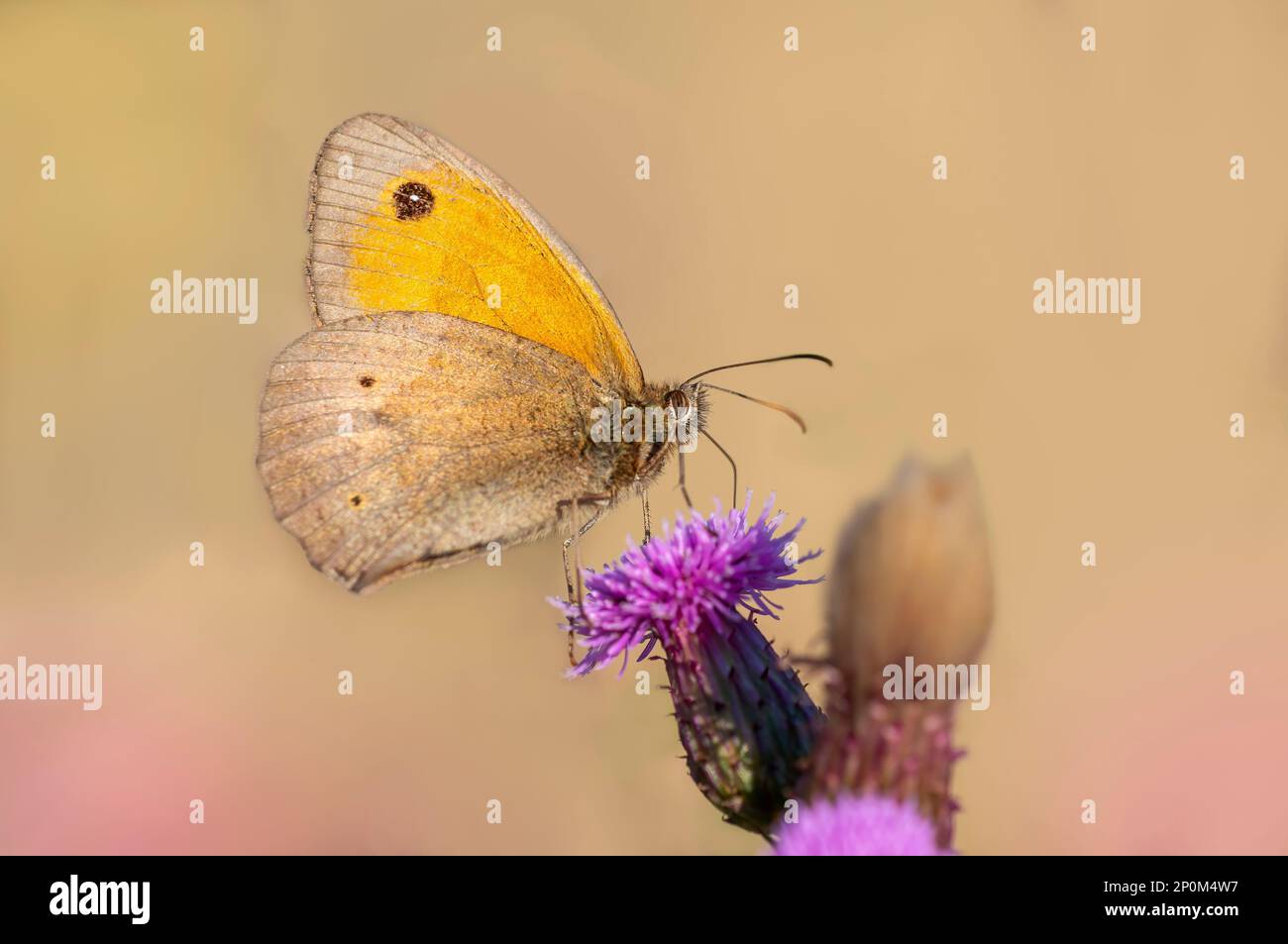 Ein Schmetterling sitzt auf einer Blume und knabbert Nektars Stockfoto