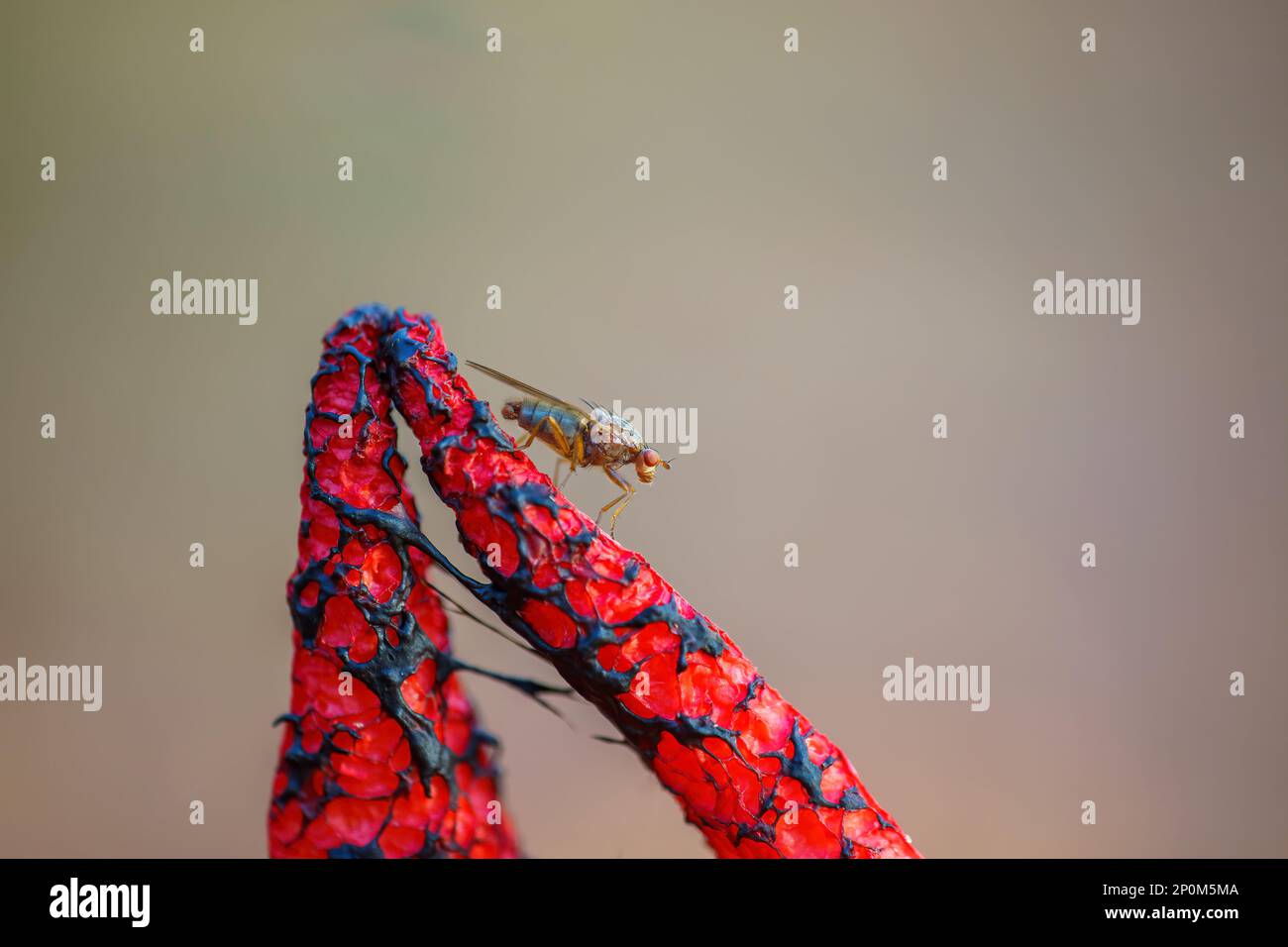 Eine Fliege sitzt auf einem stinkenden Teufelsfingerpilz Stockfoto