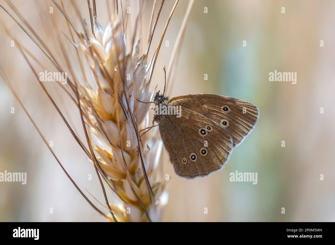 Ein Schmetterling sitzt auf einem Weizenohr Stockfoto