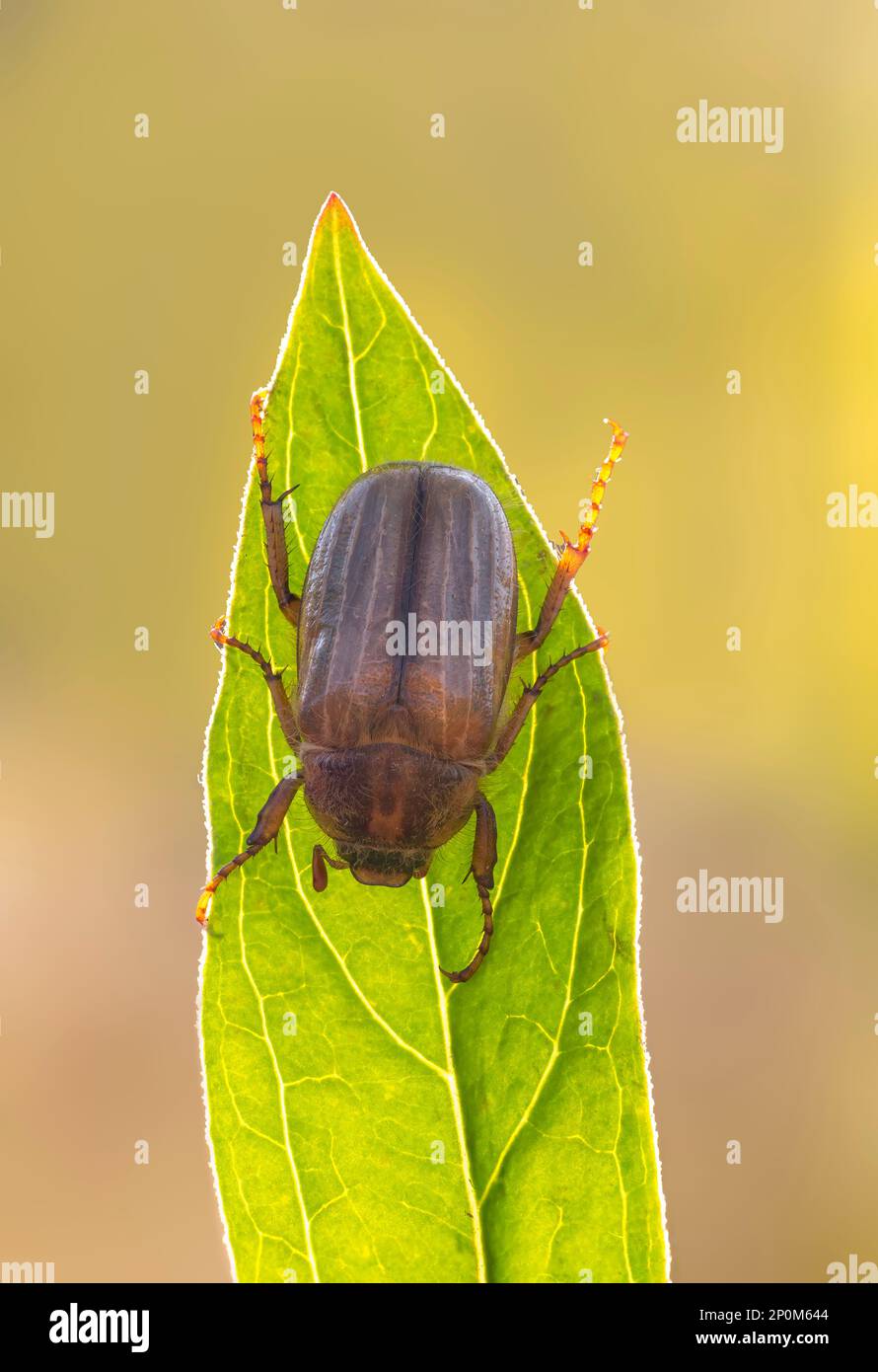 Eine Juniwanze sitzt auf einem grünen Blatt Stockfoto