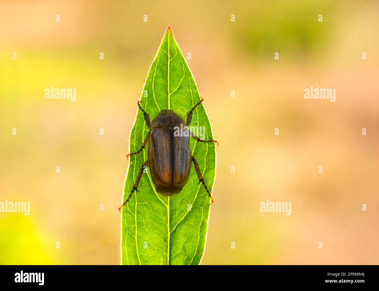 Eine Juniwanze sitzt auf einem grünen Blatt Stockfoto