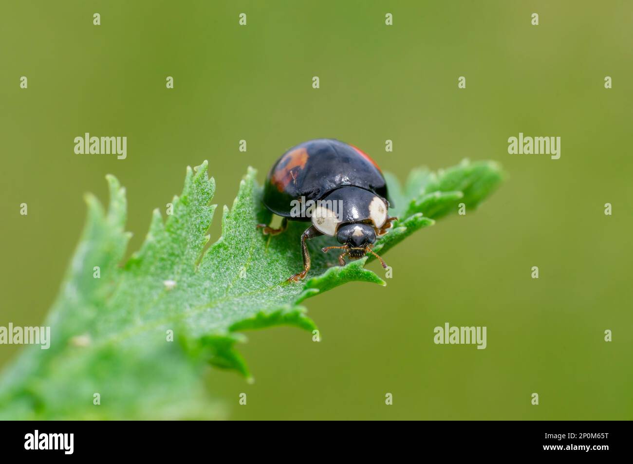Ein Marienkäfer sitzt auf einem grünen Blatt Stockfoto