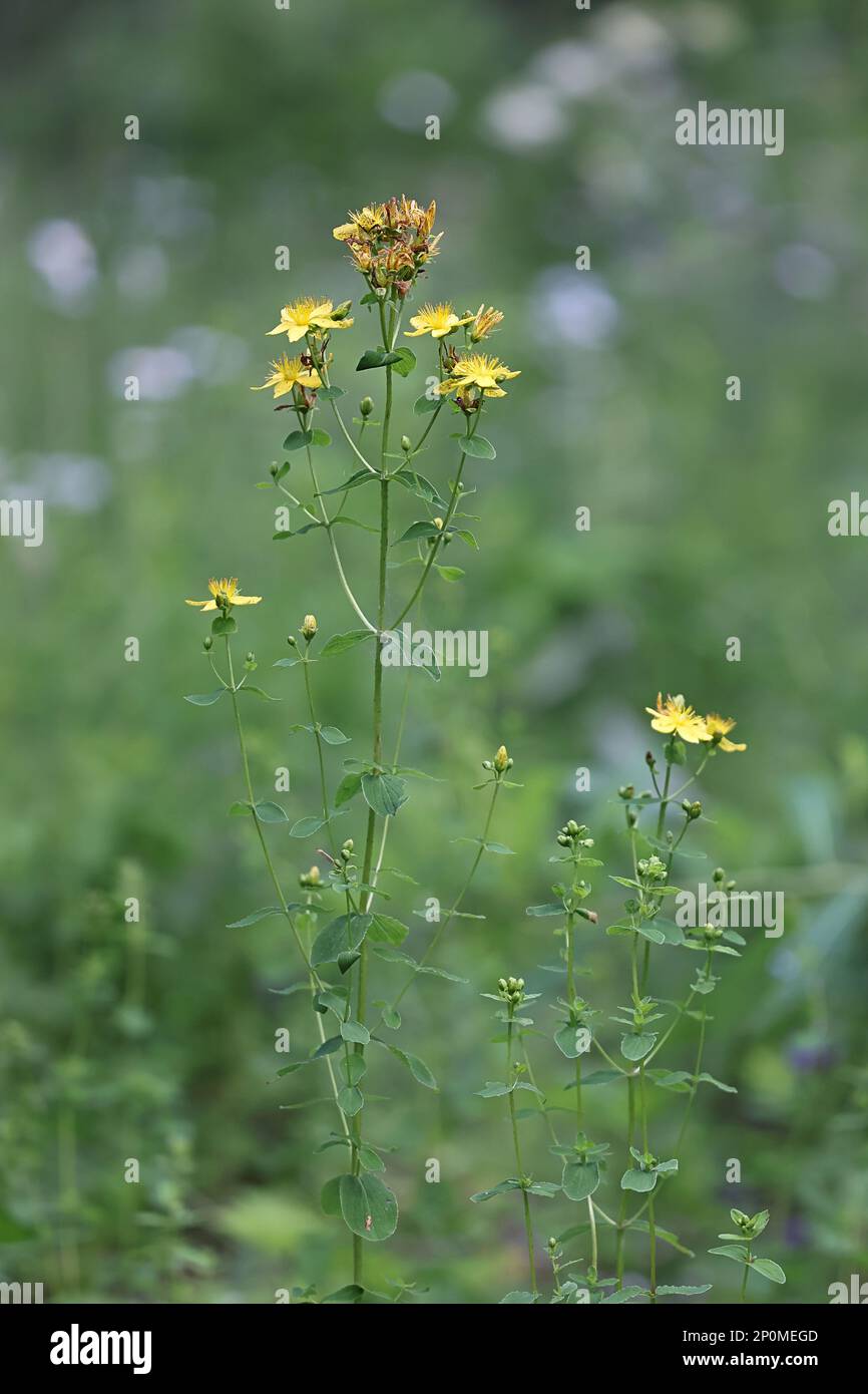 Hypericum maculatum, allgemein bekannt als Johanniskraut-Imperforat oder geflecktes Johanniskraut Johnswort, eine traditionelle wilde Heilpflanze aus Finnland Stockfoto