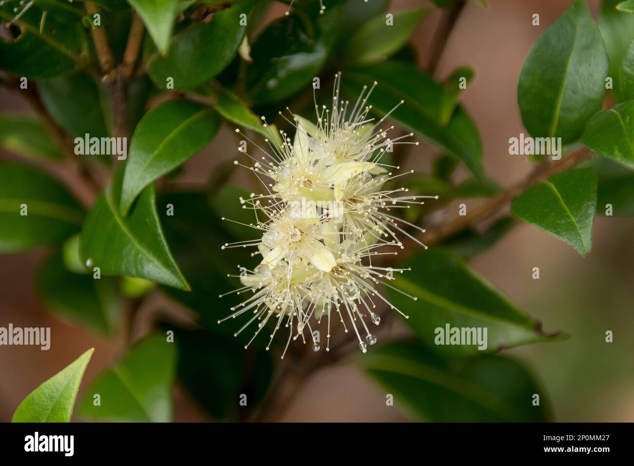 Zarte Sahneblüten von australischer Backhousia citriodora - Zitronenmyrte. Bush-Medizin, Lebensmittelgeschmack, Kosmetik. Queensland-Regenwald. Stockfoto