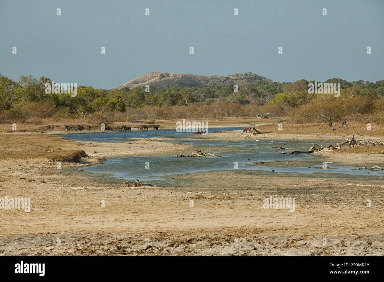 Wildschweine durchqueren einen getrockneten Fluss in Yala NP in Sri Lanka Stockfoto
