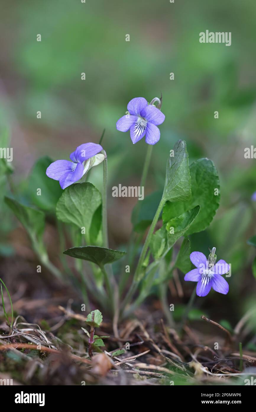 Teesdale Violet, Viola rupestris, wilde Frühlingsblume aus Finnland Stockfoto