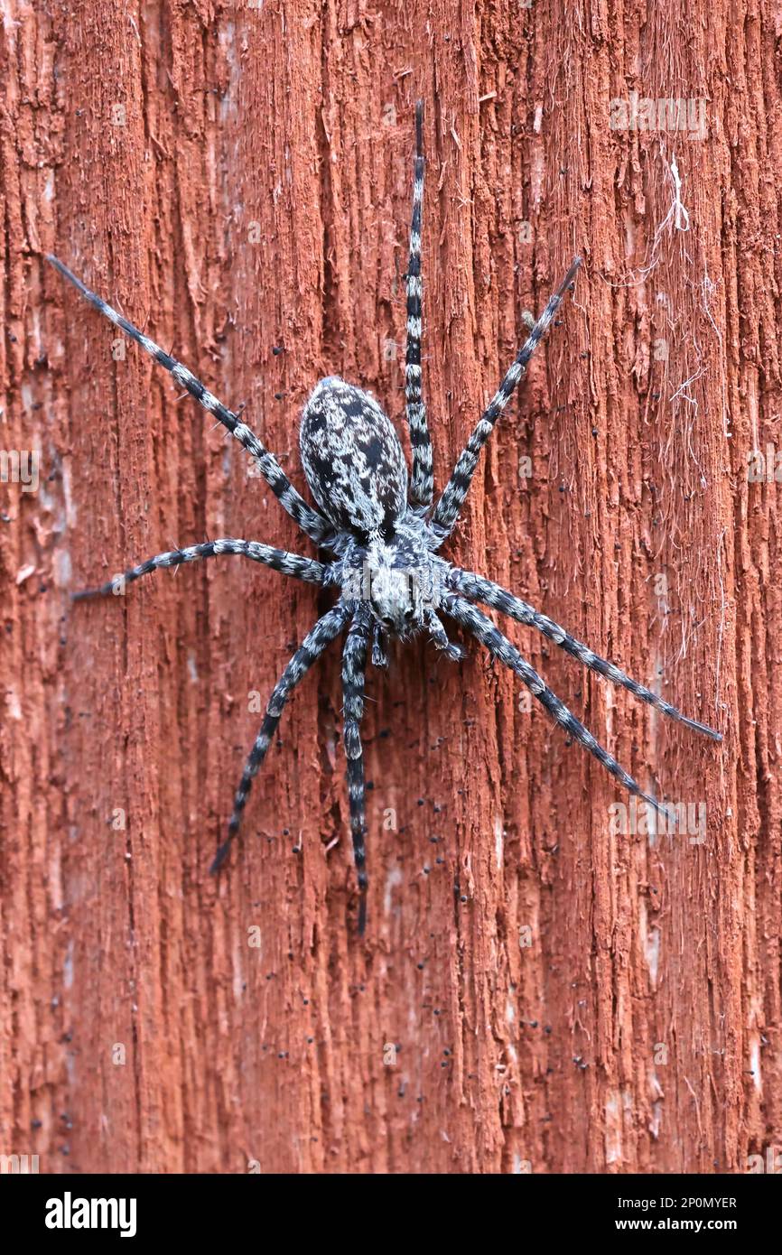 Acantholycosa lignaria, eine finnische Wolfsspinne, kein gebräuchlicher englischer Name Stockfoto