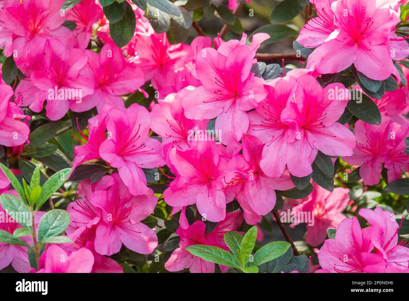 Schöner rosa Blumenhintergrund. Blühende Azaleen-Blüten Stockfoto