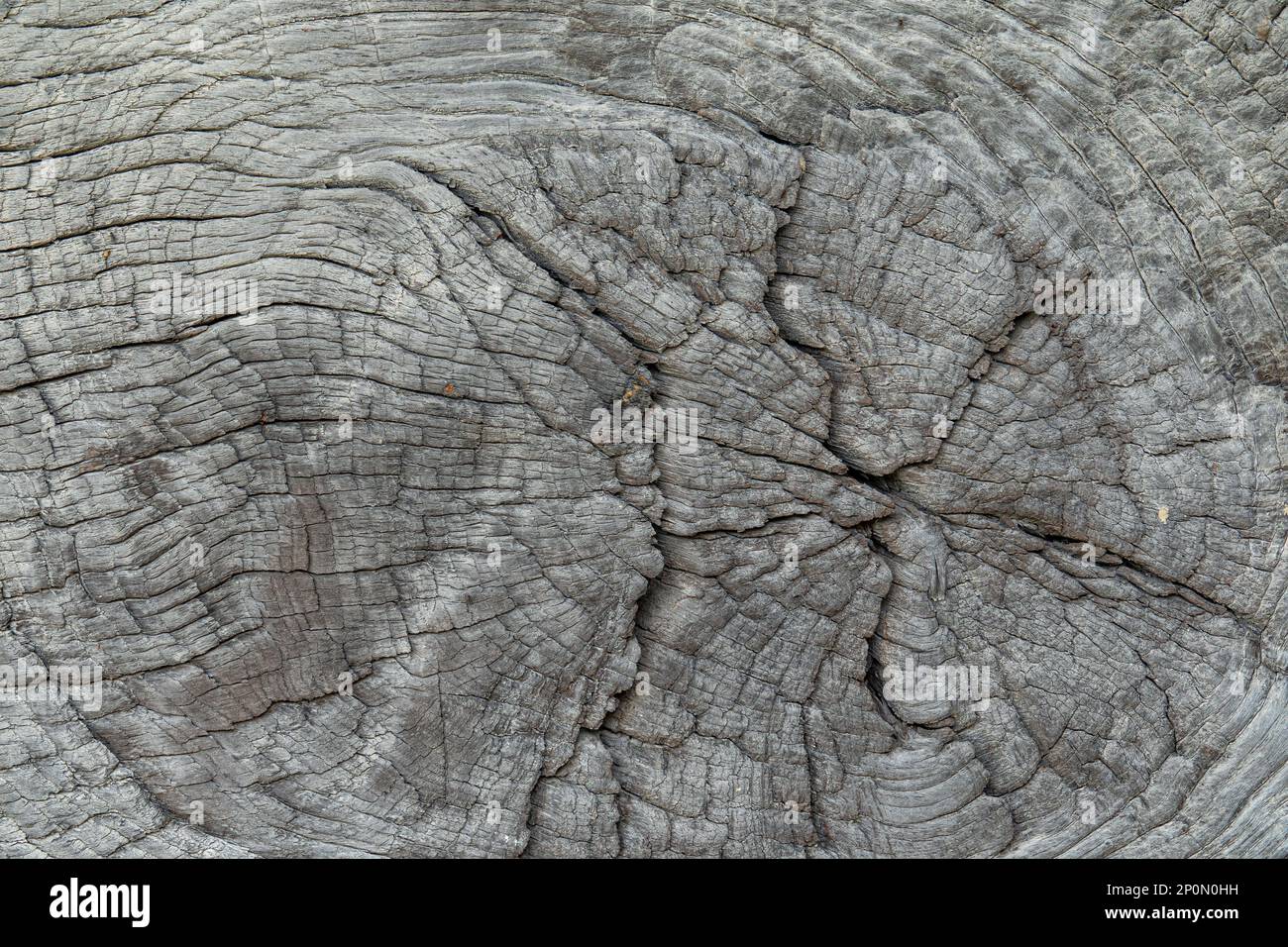 Alte Baumstumpffarbe. Gerissene rustikale Holzstruktur. Stockfoto