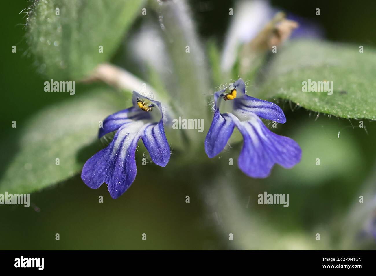Ajuga-Reptane, gemeinhin bekannt als Blauhupen, Bugleherb, schleichender Käfer oder Teppichgras, Wildpflanze aus Finnland Stockfoto