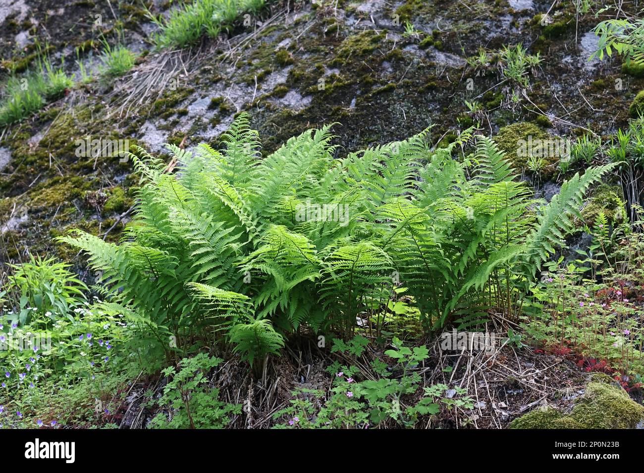 Dryopteris filix-mas, gemeinhin als männlicher Farn oder Wurmfarn bekannt, Wildpflanze aus Finnland Stockfoto