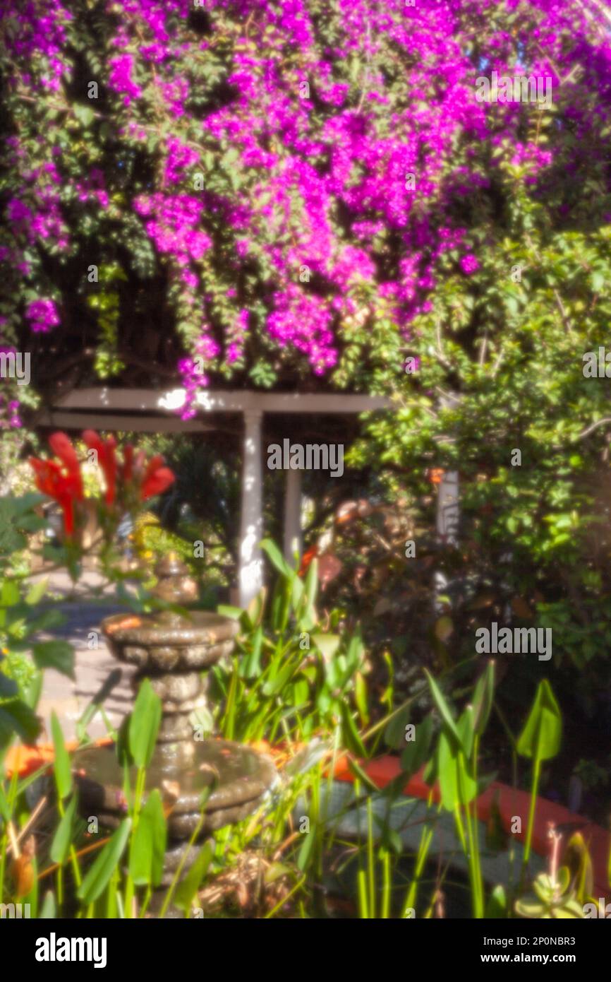 Atemberaubende Vorstellung des blühenden Bougainvillea im Wintersonnenziel Teneriffa. Natürliches Pflanzenporträt aus der Nähe Stockfoto