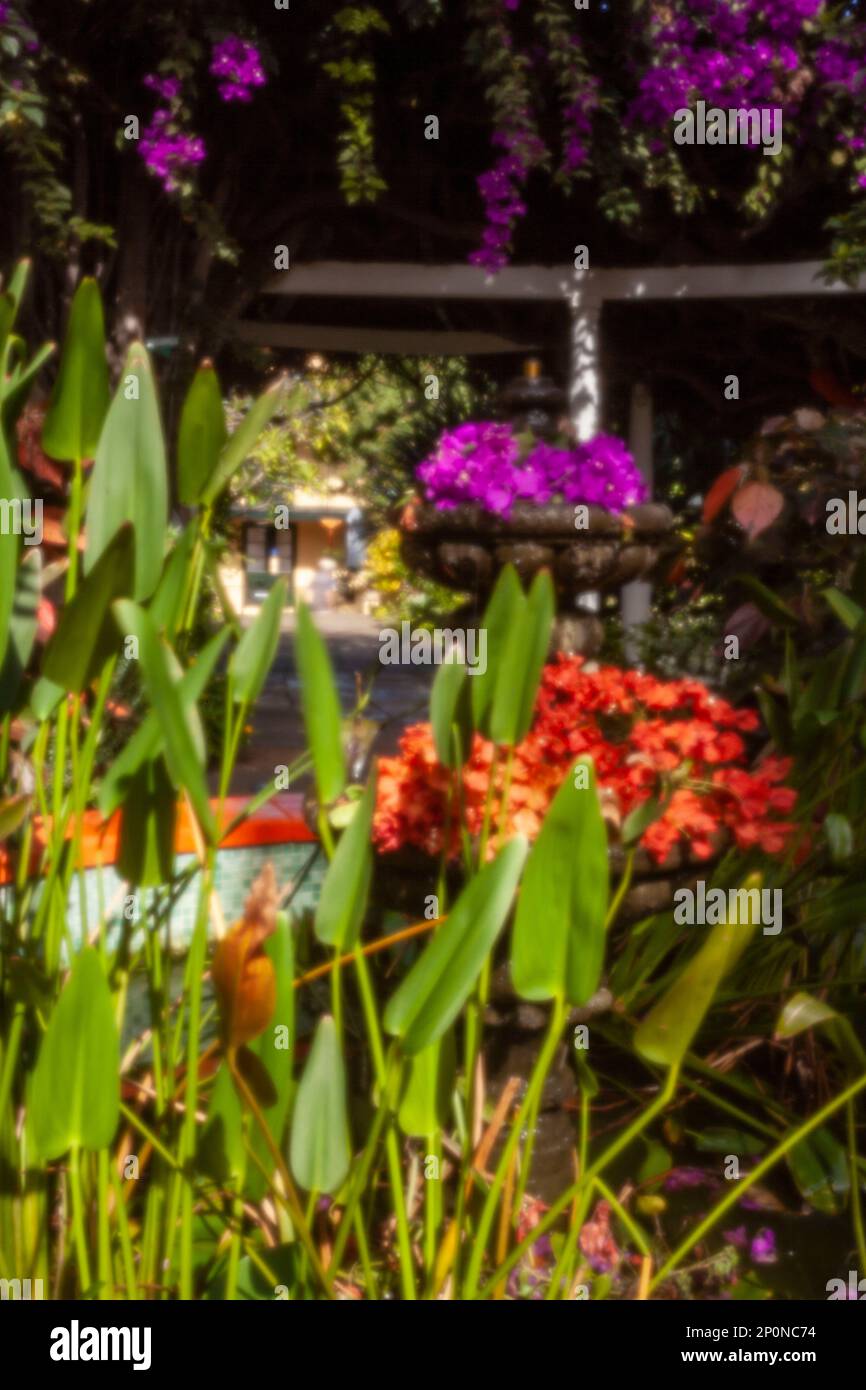 Atemberaubende Vorstellung des blühenden Bougainvillea im Wintersonnenziel Teneriffa. Natürliches Pflanzenporträt aus der Nähe Stockfoto