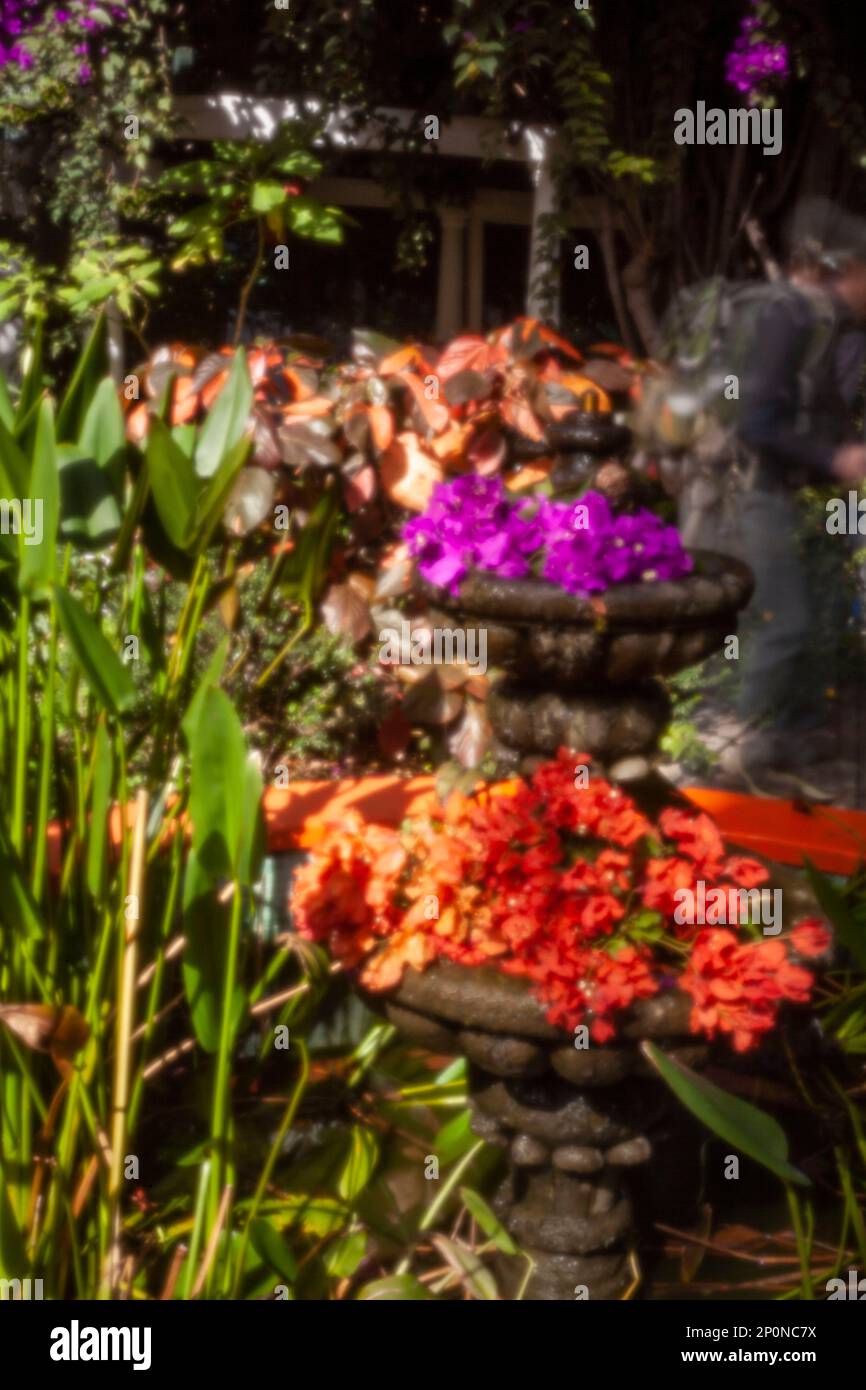 Atemberaubende Vorstellung des blühenden Bougainvillea im Wintersonnenziel Teneriffa. Natürliches Pflanzenporträt aus der Nähe Stockfoto
