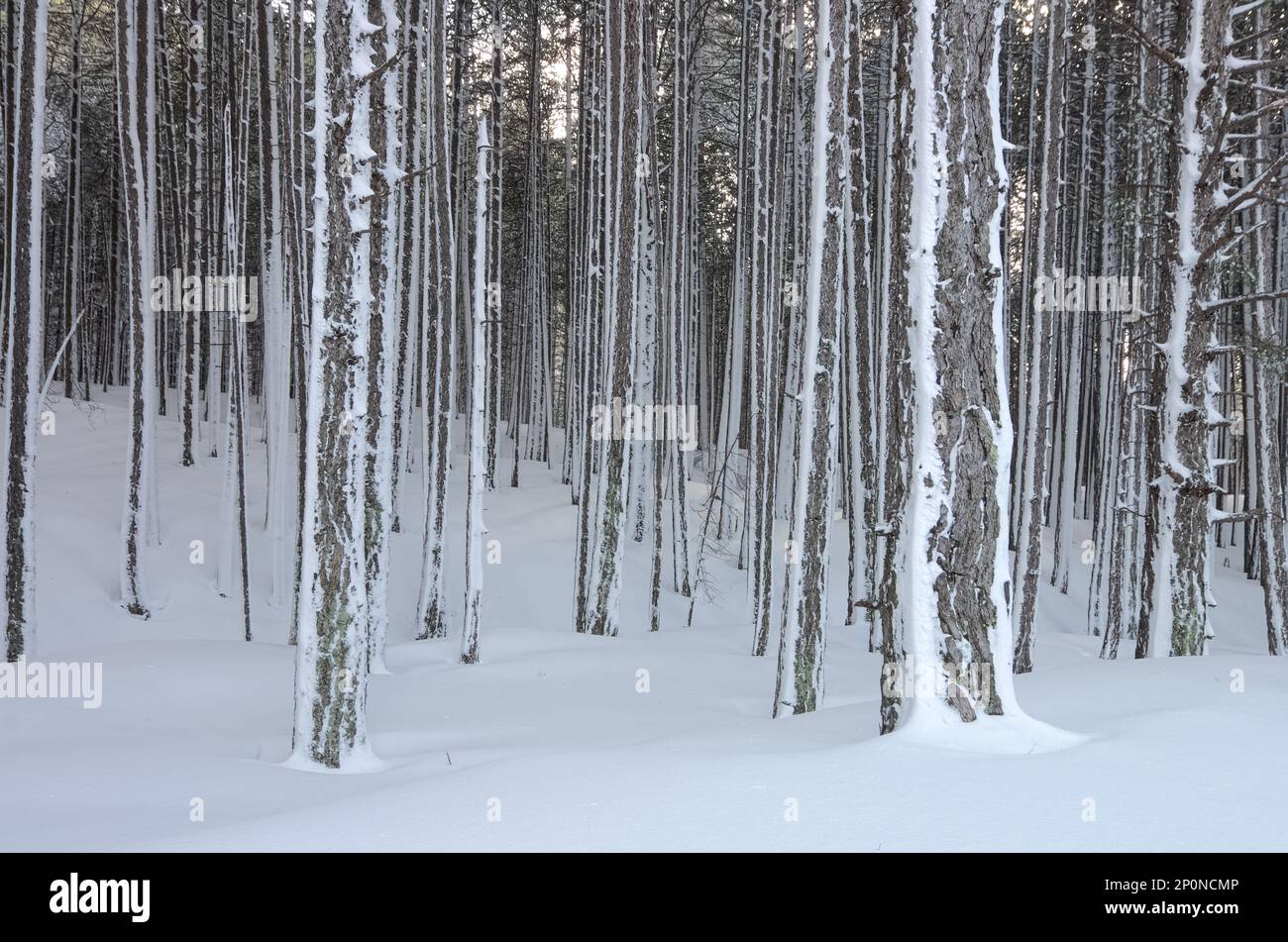 Kiefernstämme im Winter Ätna-Nationalpark, Sizilien, Italien Stockfoto