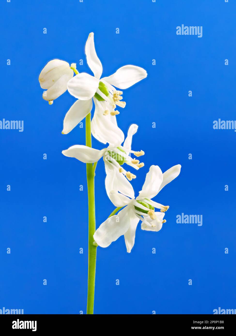 Drei Schneeglöckchen (Galanthus nivalis) auf einem einzigen Stamm, fotografiert vor einem einfachen blauen Hintergrund Stockfoto