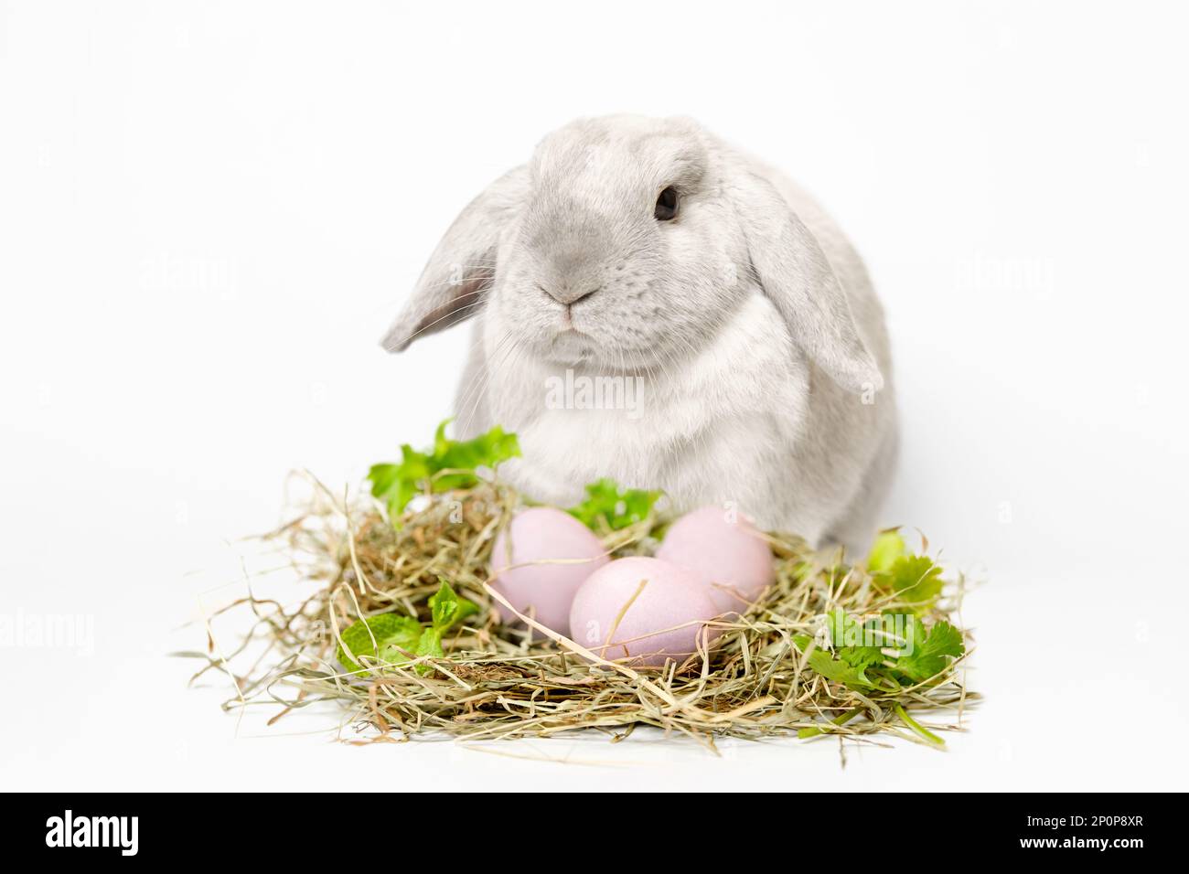 Graues Kaninchen mit lila Ohren sitzt auf weißem Hintergrund, Nest aus Heu und Grün mit gefärbten rosa Eiern davor. Osterkomposition. Stockfoto