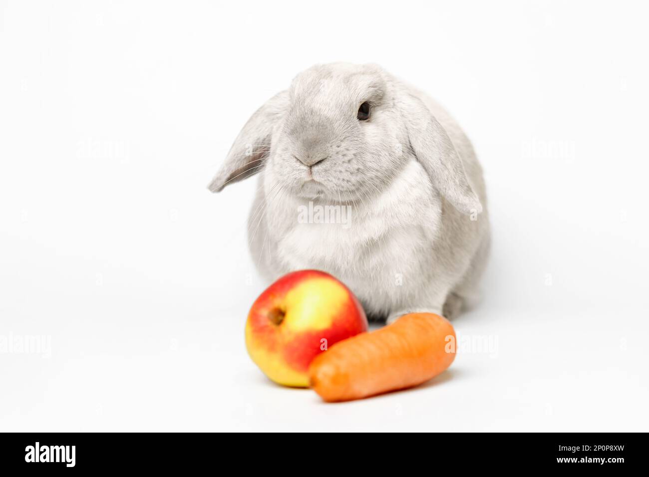 Grauer Zwergkaninchen auf weißem Hintergrund mit einem Apfel und einer Karotte im Rahmen. Wunderschönes Kaninchen mit abgeschnittenen Ohren, das mit erhobenem Ohr sitzt und sich auf den rabb konzentriert Stockfoto