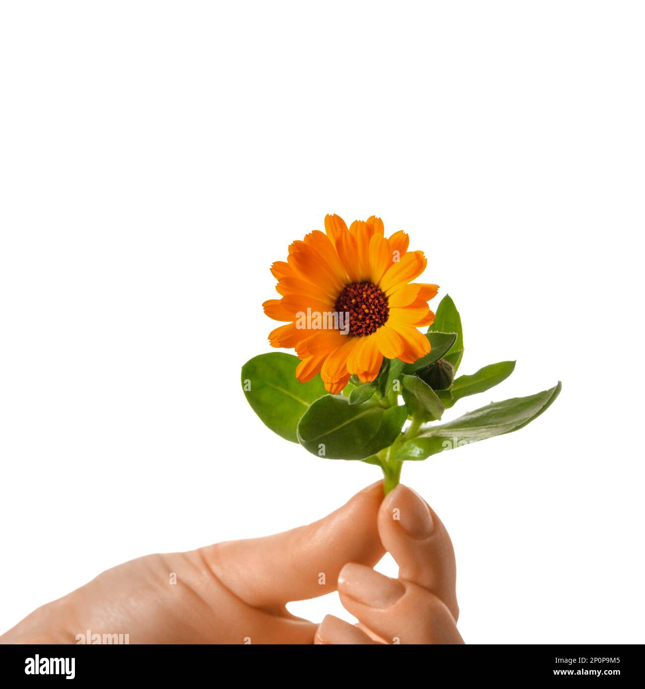 Calendula-Blüte in weiblicher Hand, isolieren Stockfoto