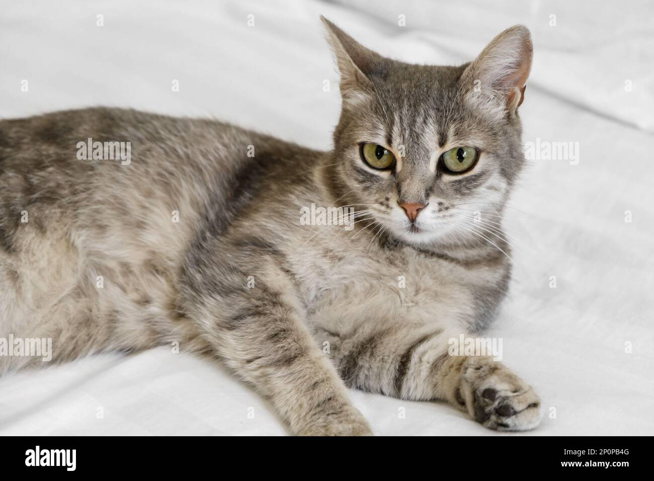 Porträt einer grauen Katze mit grünen Augen, die auf einem Bett liegt. Stockfoto