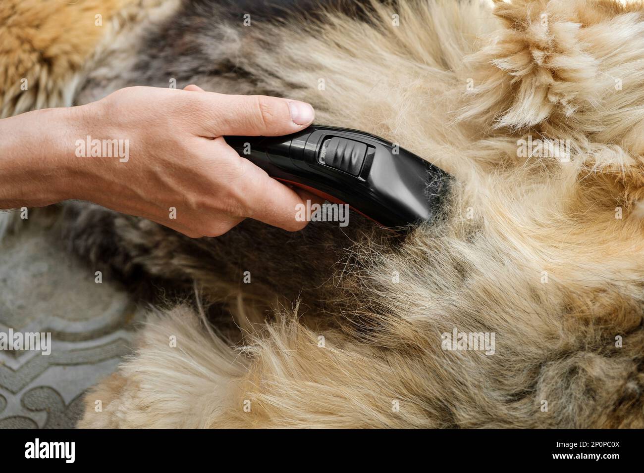 Pflege des Hundefells mit einem Trimmer oder Haarschneider, Nahaufnahme. Stockfoto