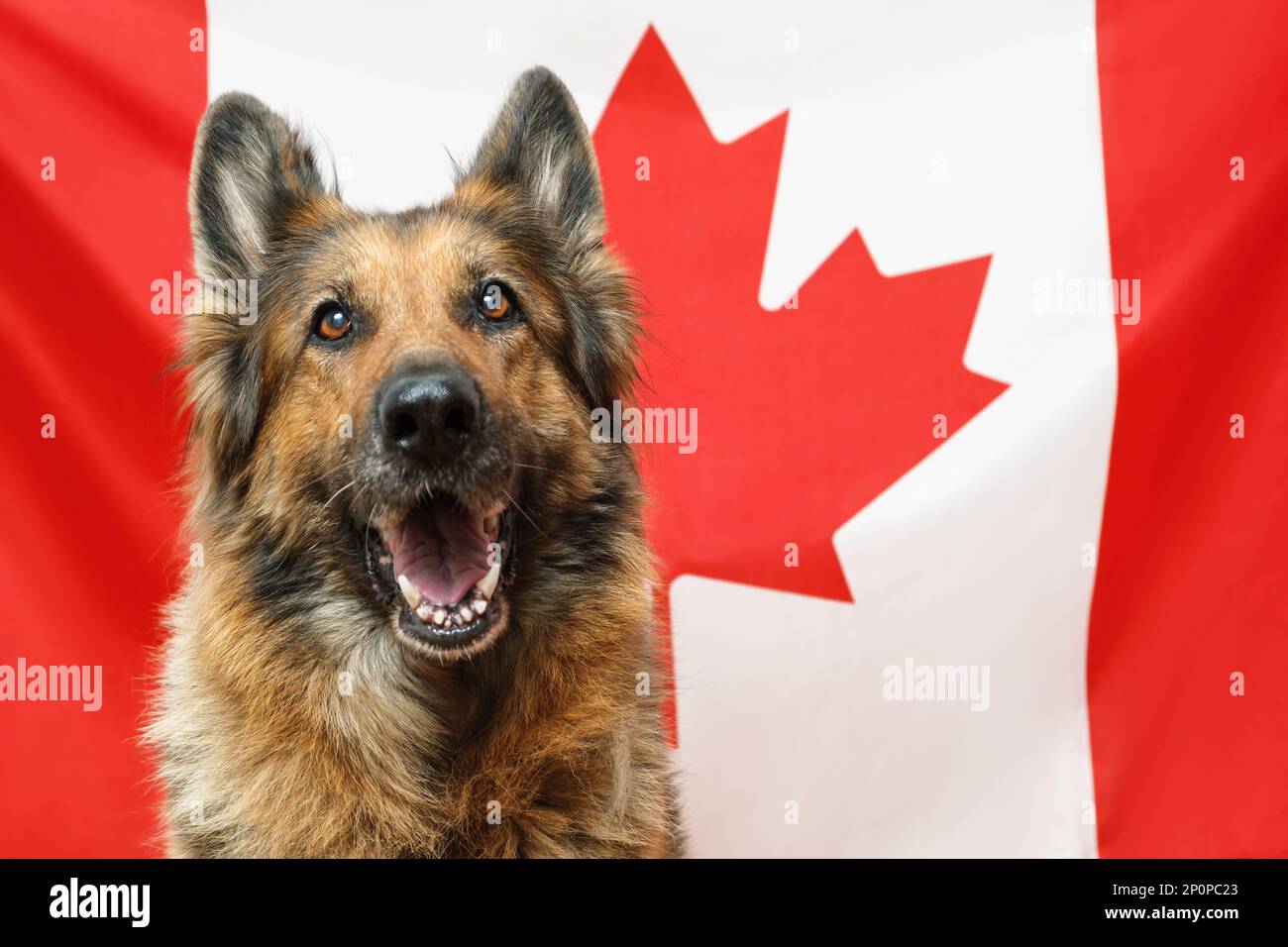 Nahaufnahme eines deutschen Schäferhundes, der in die Kamera schaut, mit kanadischer Flagge als Hintergrund. Stockfoto