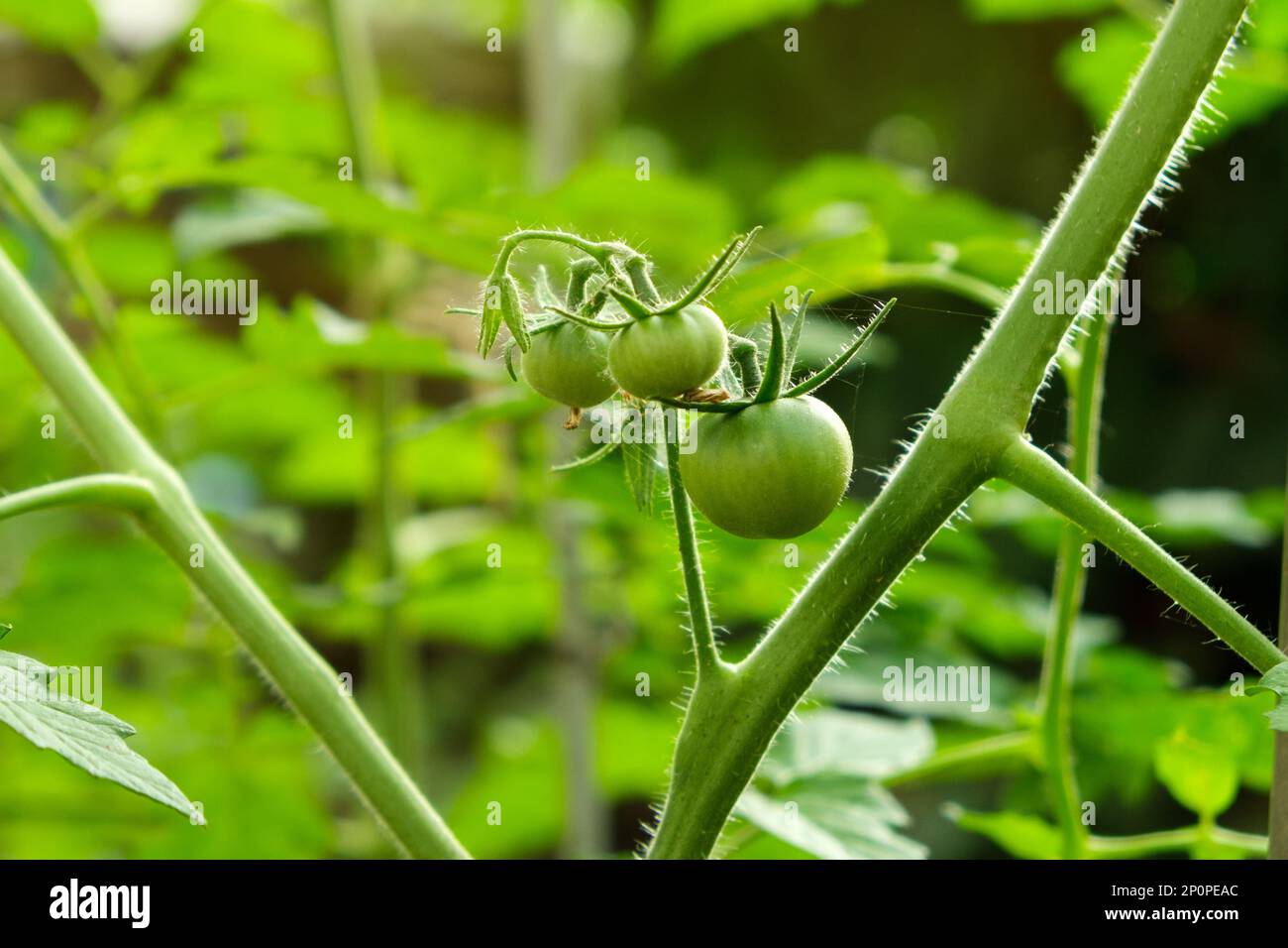 Nahaufnahme eines Tomatenbusches mit drei kleinen grünen Tomaten. Tomaten im Freien anbauen. Stockfoto