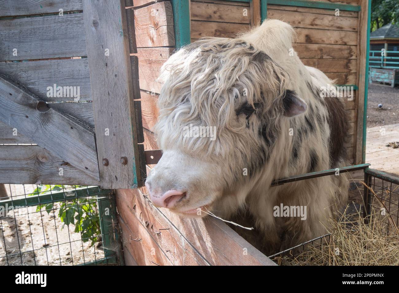 Ein mongolischer Yak in einem offenen Käfig auf einer Farm frisst Heu. Tierporträt Stockfoto