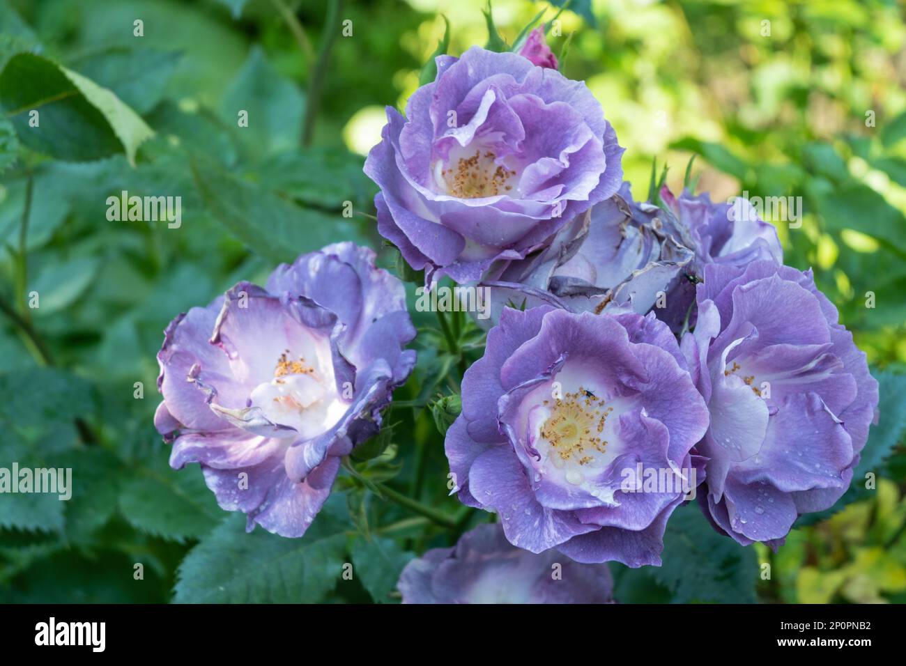 Lila Floribunda Rose Burgund Eisblumen in einem Garten Stockfoto