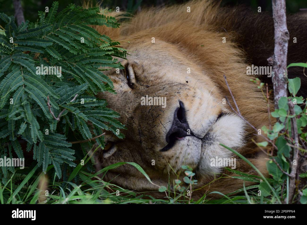 Löwen schlafen unter Busch im KNP Südafrika Stockfoto