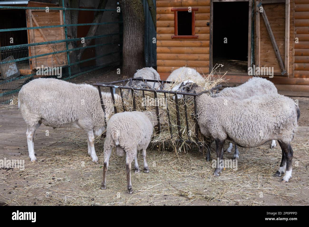 Graue Schafe fressen Heu im schwarzen Futtertrog. Haustieren Stockfoto
