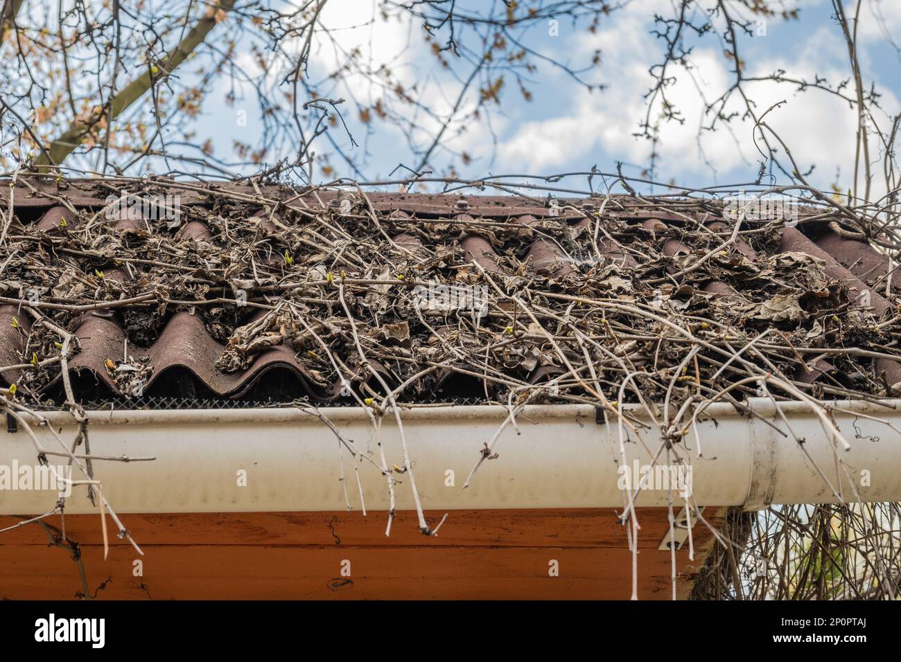Dach mit altem Schiefer. Herbstblätter und Baumzweige. Dachreinigung Stockfoto