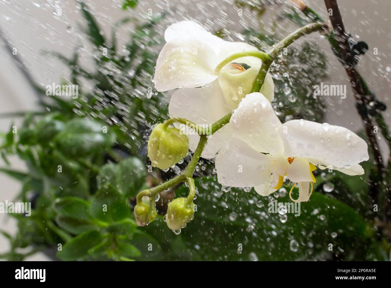 Orchidee badezimmer -Fotos und -Bildmaterial in hoher Auflösung – Alamy