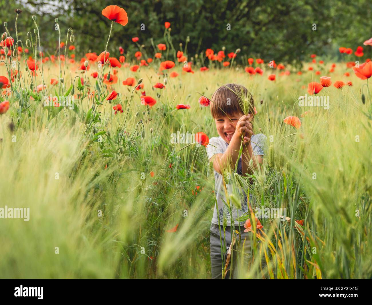 Der kleine Junge sieht Mohnblumen zum ersten Mal in seinem Leben. Roggenfeld mit roten Blumen bei Sonnenuntergang. Aufrichtige Emotionen des Kindes. Kind erforscht die Natur in der warmen Jahreszeit. Stockfoto