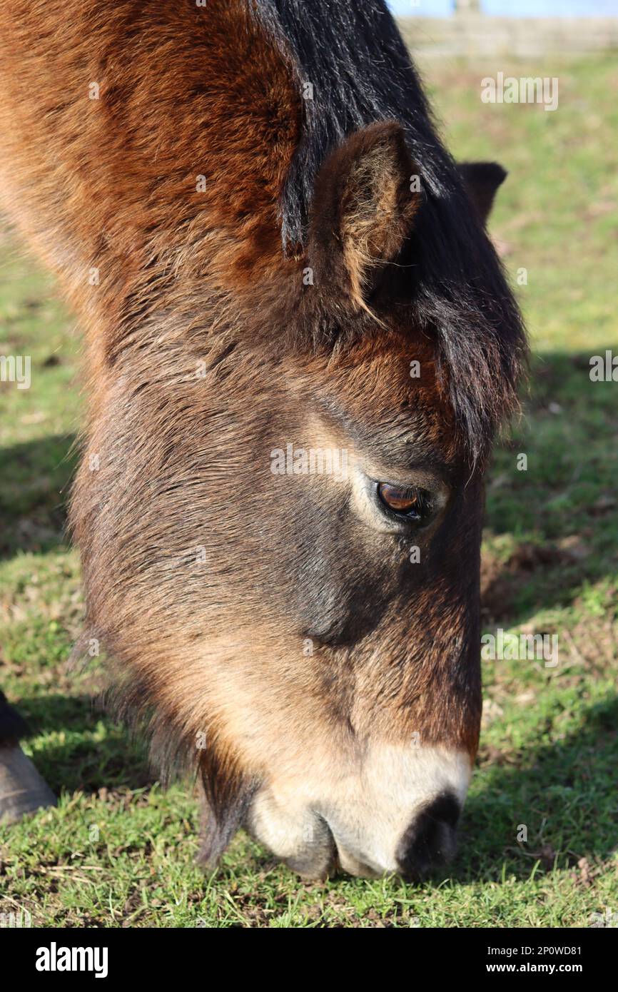 Ein Exmoorpony, das friedlich in der Sonne auf einem Feld weidet Stockfoto