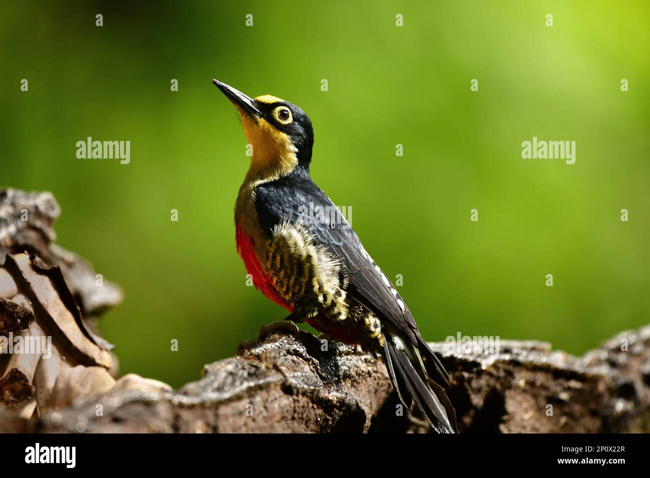 Nahaufnahme des Woodpecker mit gelber Front (Melanerpes flavifrons) hoch oben auf einem Ast Stockfoto