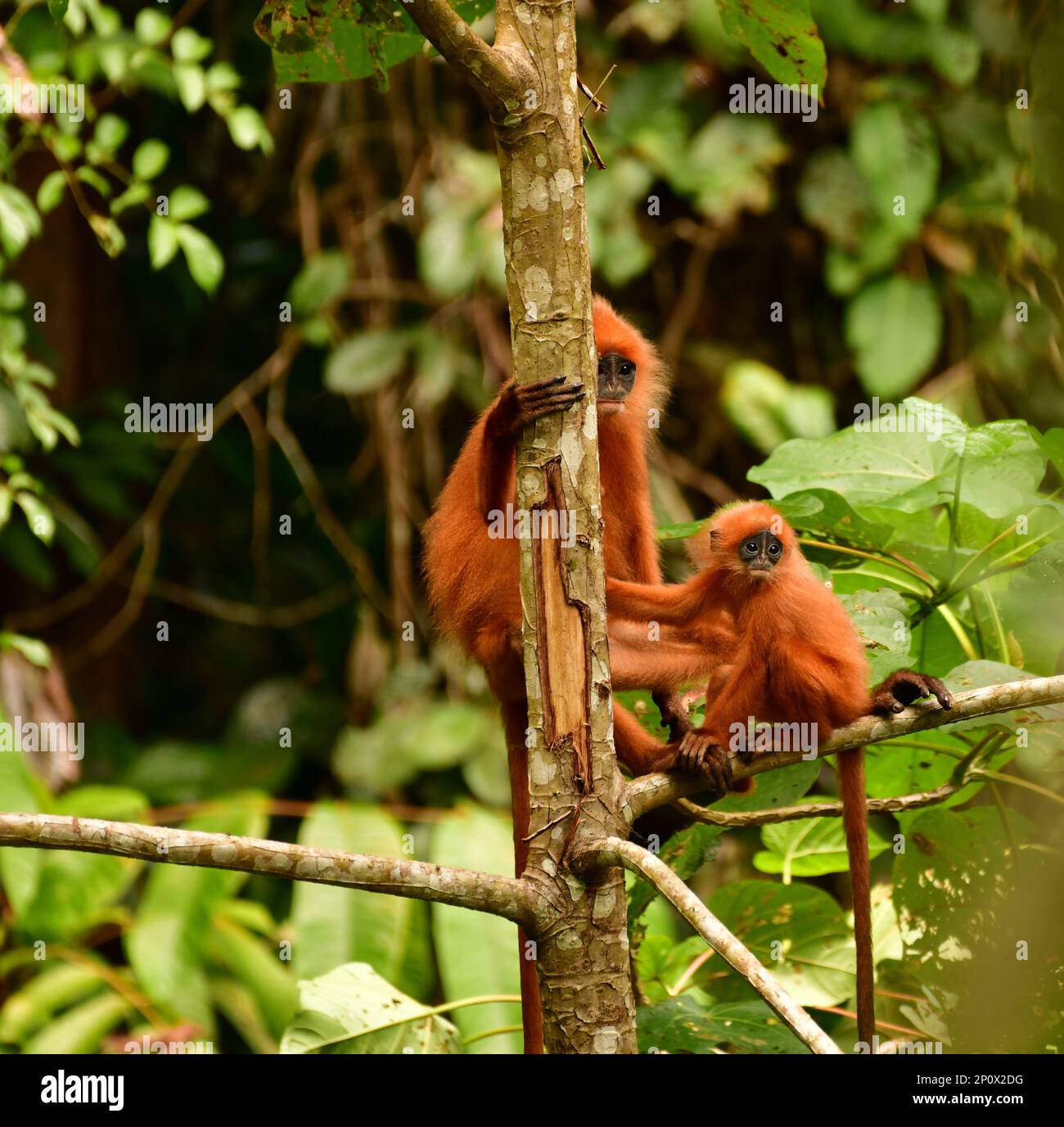 Red Leaf Affe (Presbytis rubicunda) Mutter und Baby sitzen auf einem Baum. Danum Valley. Sabah, Borneo Stockfoto