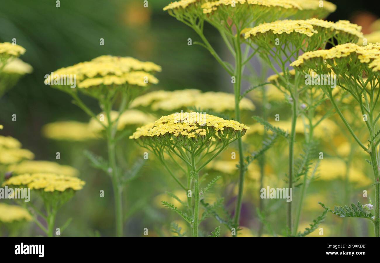 Nahaufnahme der gelben Achillea-Blumen Stockfoto
