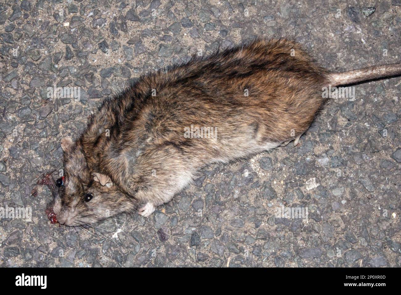 Eine tote zerquetschte Ratte, die von Einem Autorad überfahren wurde, auf einer Straßenbahn in einer Stadt Stockfoto