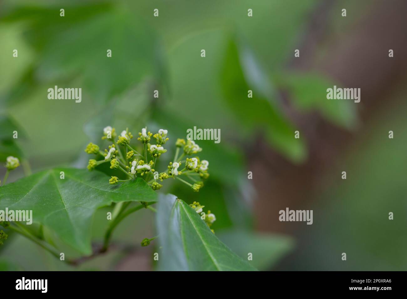 Gestreifte Ahornblumen blühen im Frühling. Selektiver Fokus, Nahaufnahme. Natürlicher Frühlingsgrün-Hintergrund Stockfoto