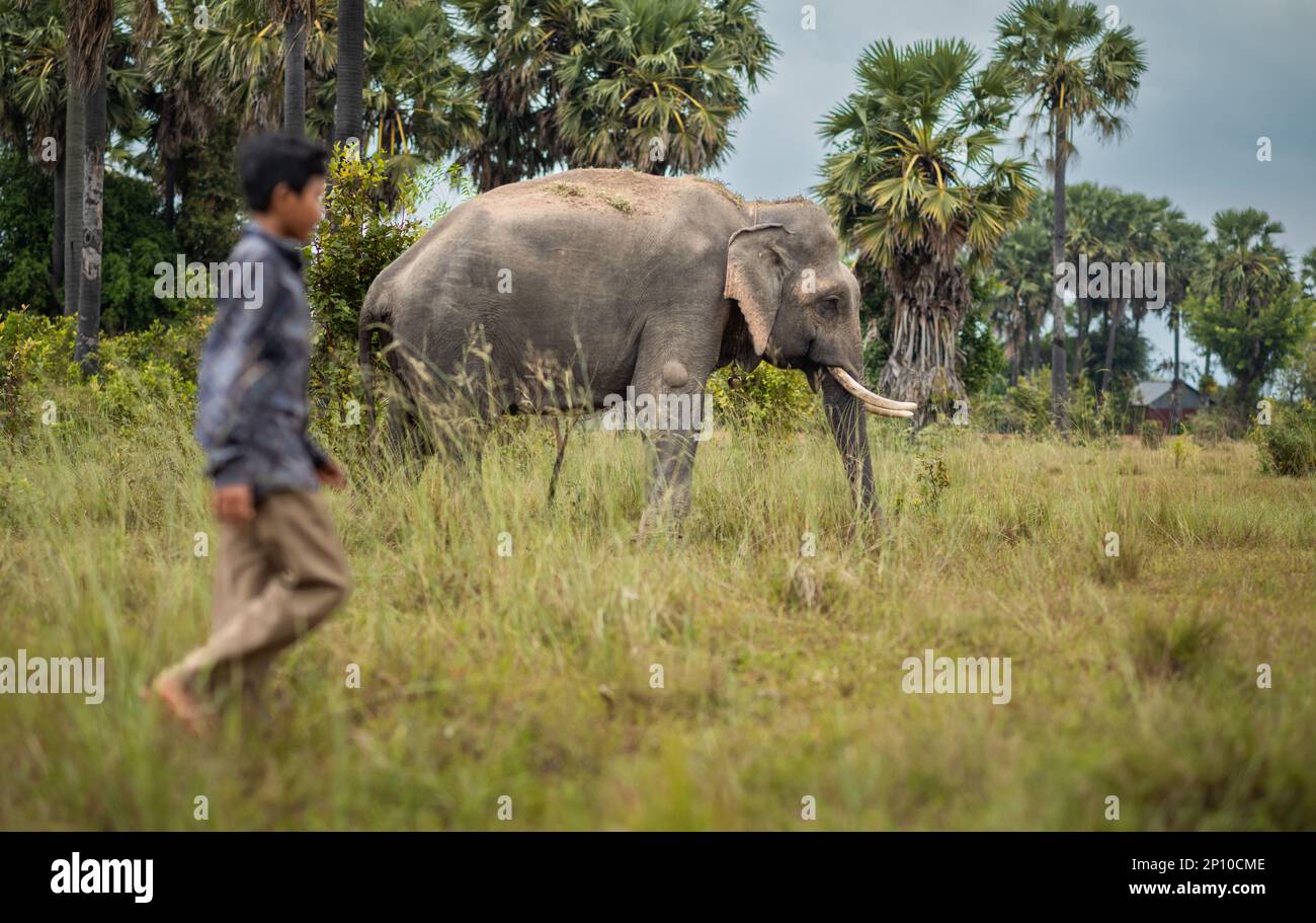 Ein Junge aus einem armen Dorf geht neben einem asiatischen Elefanten in Phumi Khna, Provinz Siem Reap, Kambodscha. Stockfoto