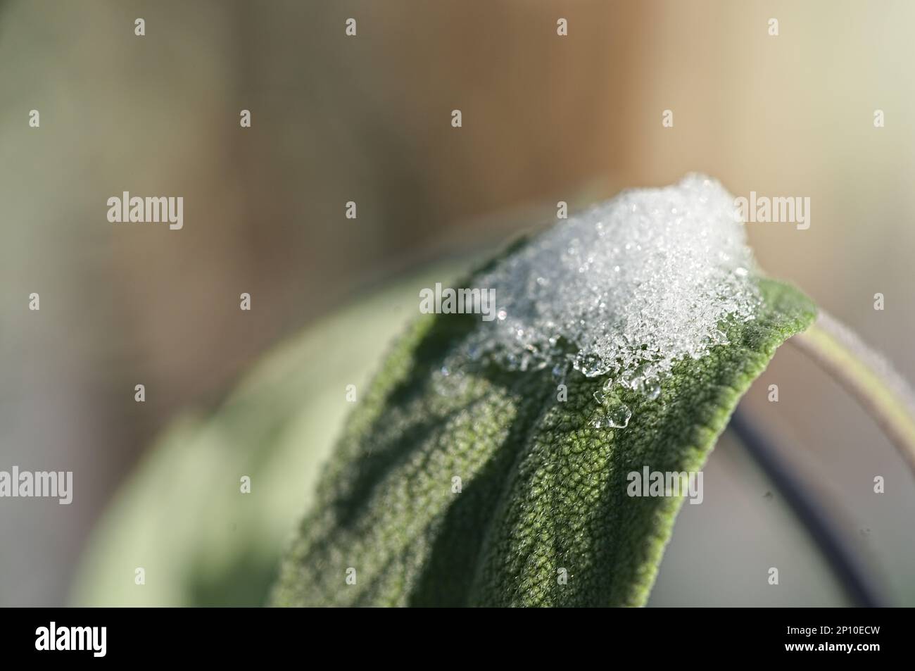 Nahaufnahme von Salbeiblättern mit Schnee Stockfoto