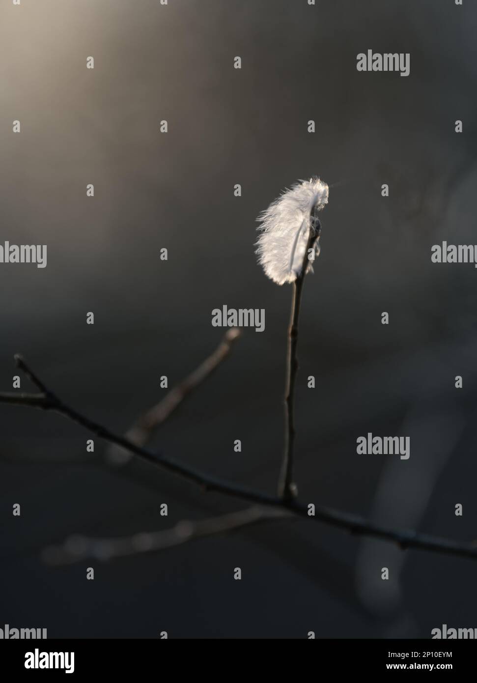 Weiße einzelne Feder auf einem Zweig in einem warmen Morgenlicht. Stockfoto