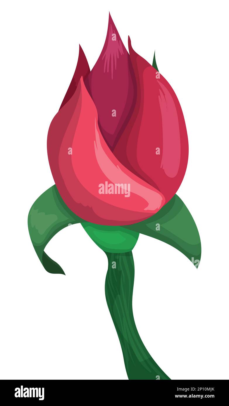 Nahaufnahme einer Rosenknospe mit pinkfarbenen Blütenblättern, Rosenhüfte, Septum und Stiel. Design im Cartoon-Stil auf weißem Hintergrund. Stock Vektor