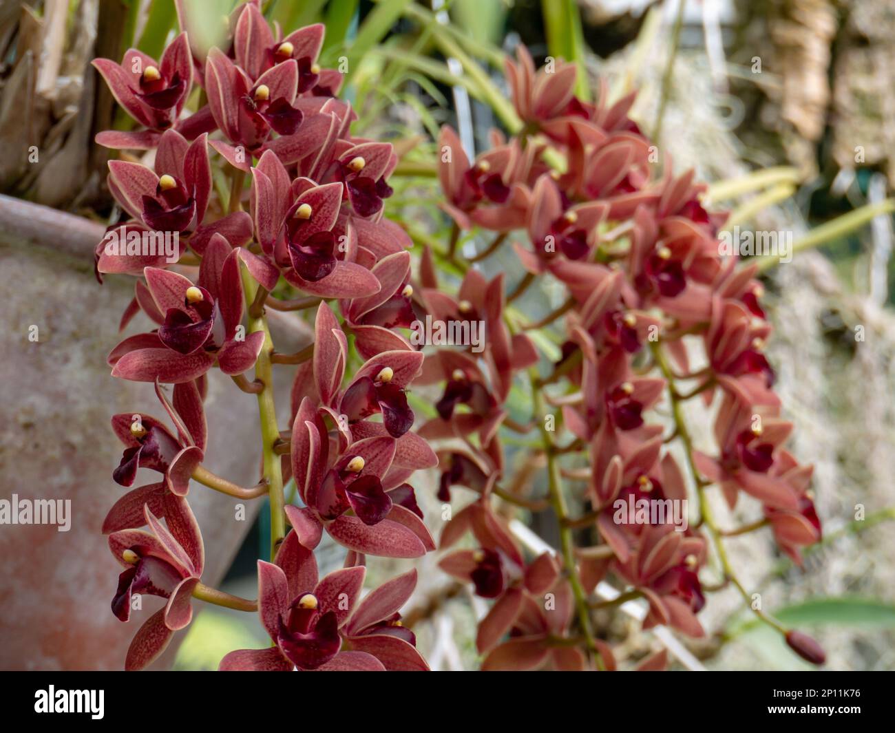 Kaskadierende Hybridpflanze aus Cymbidium oder Bootsorchideen mit dunkelroten Schokoladenblumen in langen Bogensprays Stockfoto