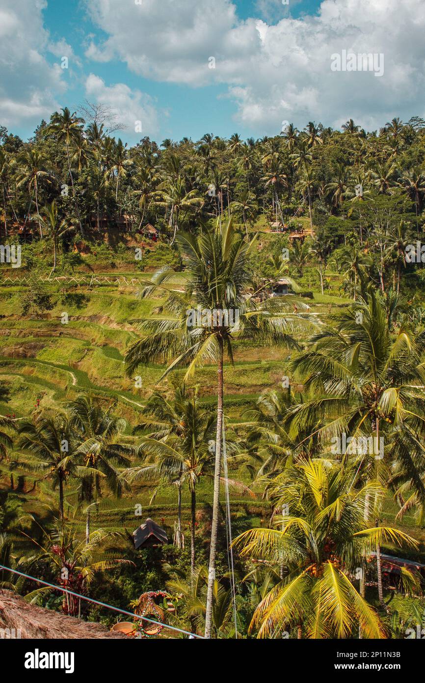 Panoramablick auf die Reisterrassen von Tegallalang, Insel Bali, Indonesien Stockfoto